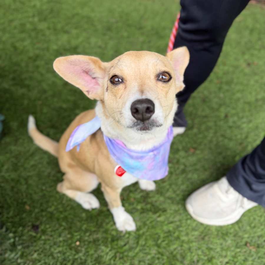 Calma, Chihuahua/Basenji
