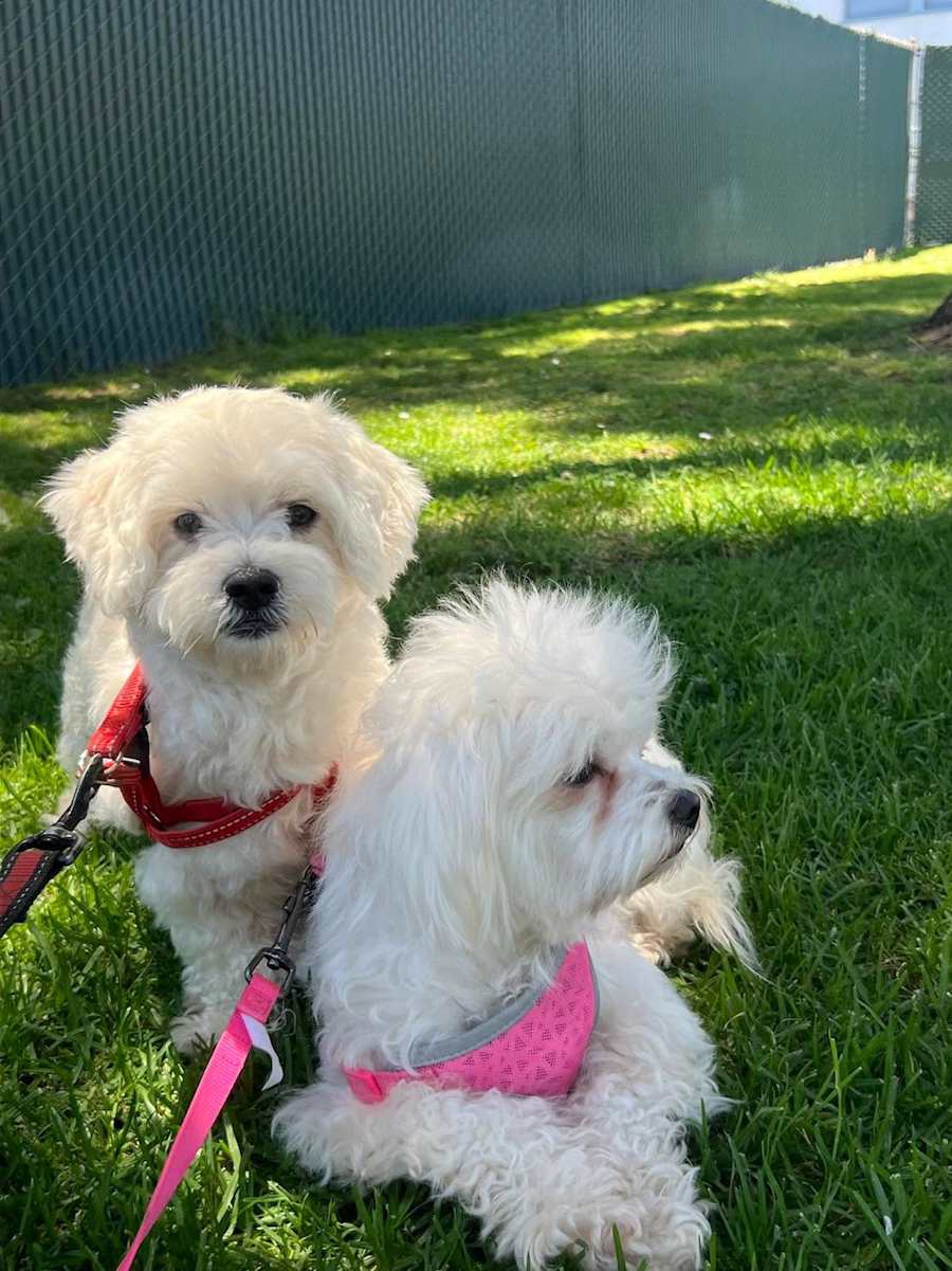 Star and Snowy, Poodle (Miniature)/Maltese