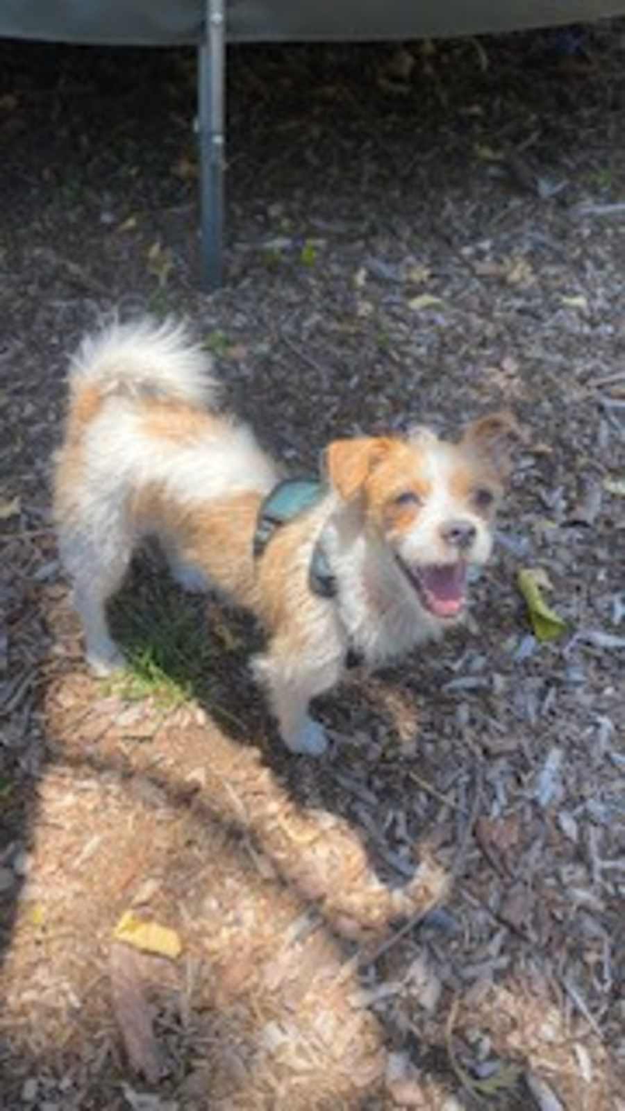 Happy, Jack Russell Terrier