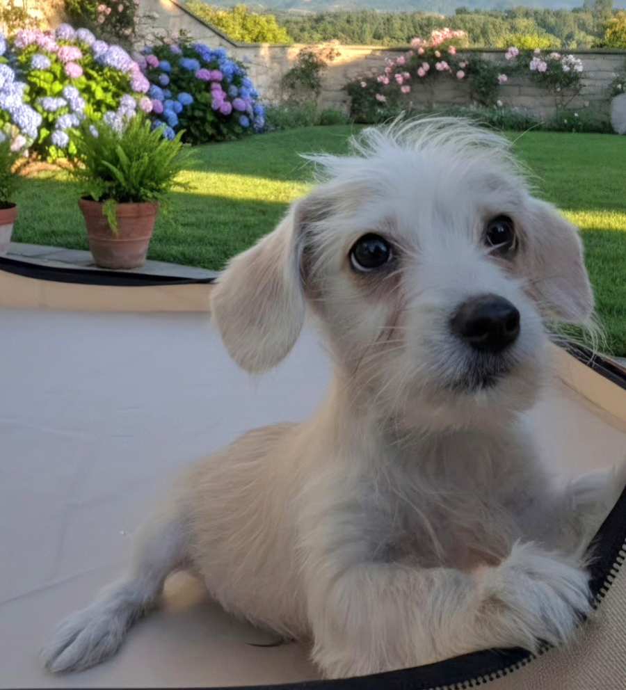 Jay, Westie, West Highland White Terrier/Dachshund
