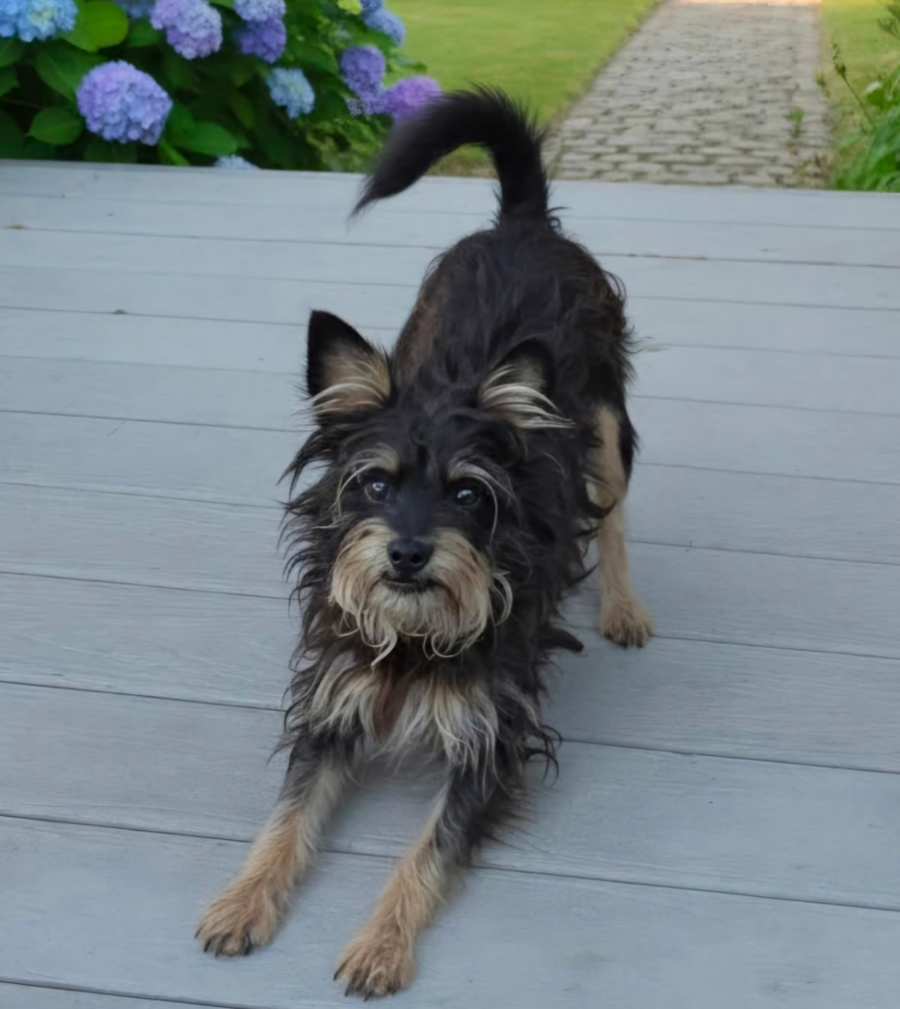 Salem, Yorkie, Yorkshire Terrier/Miniature Schnauzer