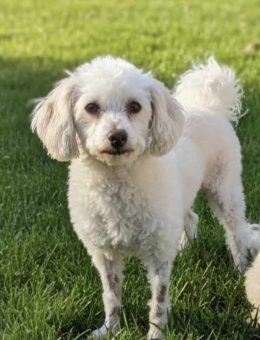 Milo, Poodle (Miniature)/Chinese Crested