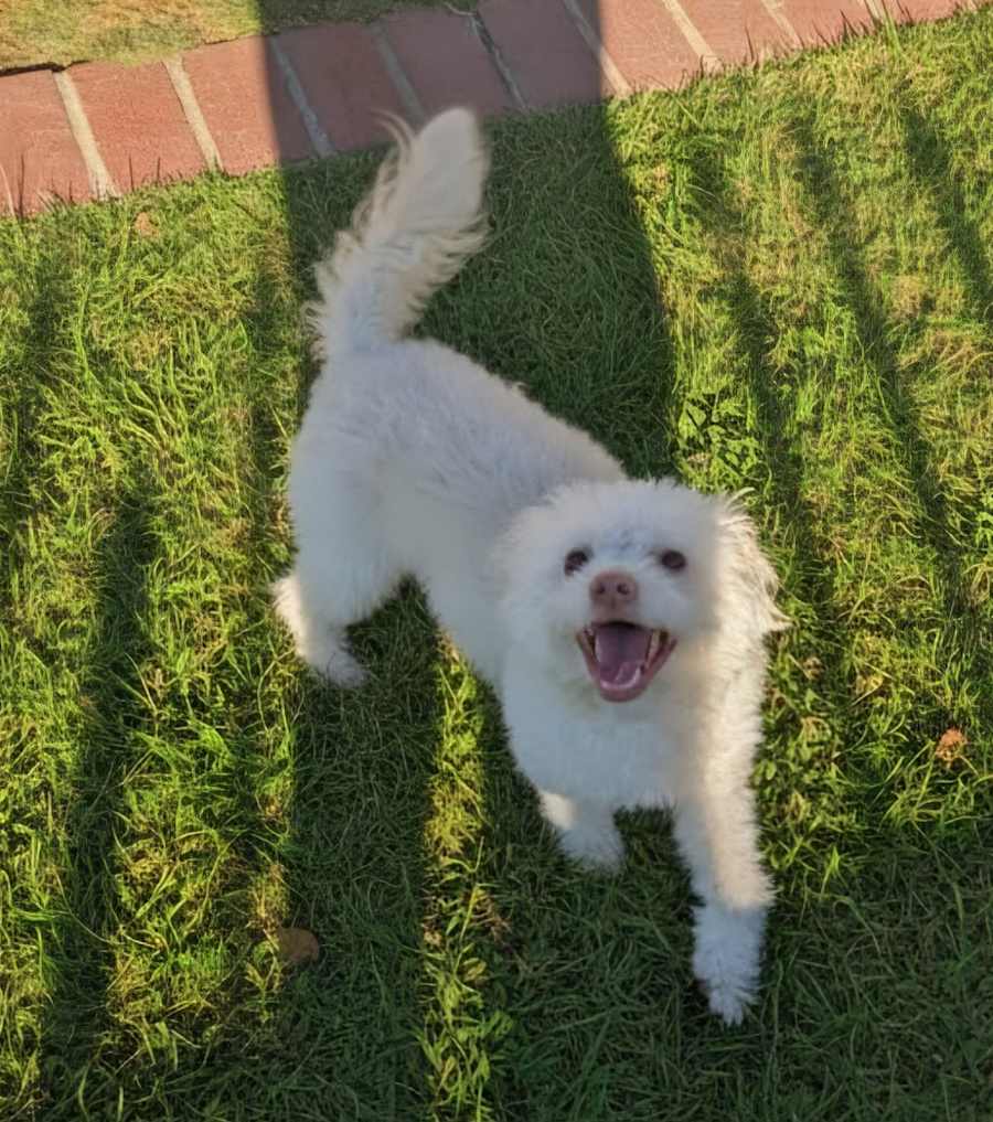 Otis, Miniature Poodle/Chinese Crested