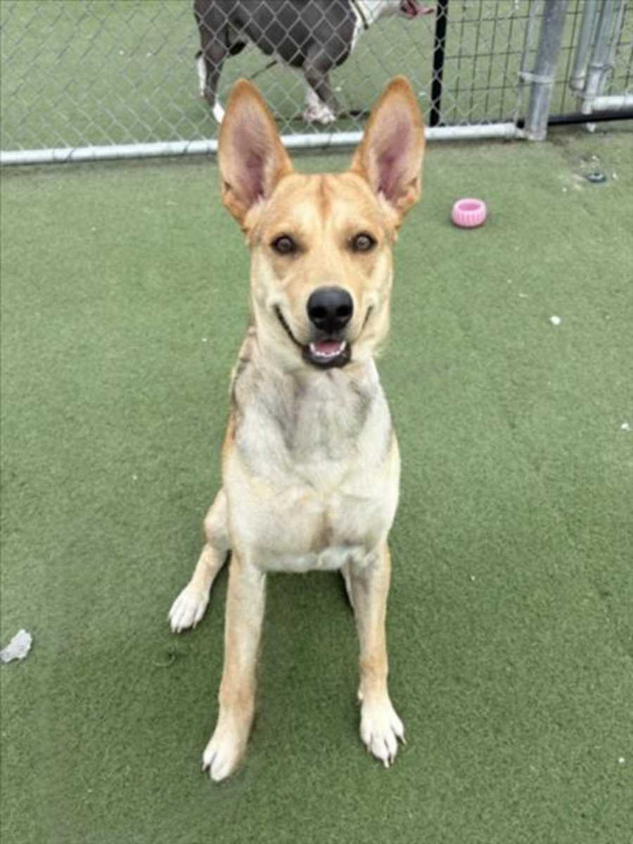 SPIKE, German Shepherd Dog