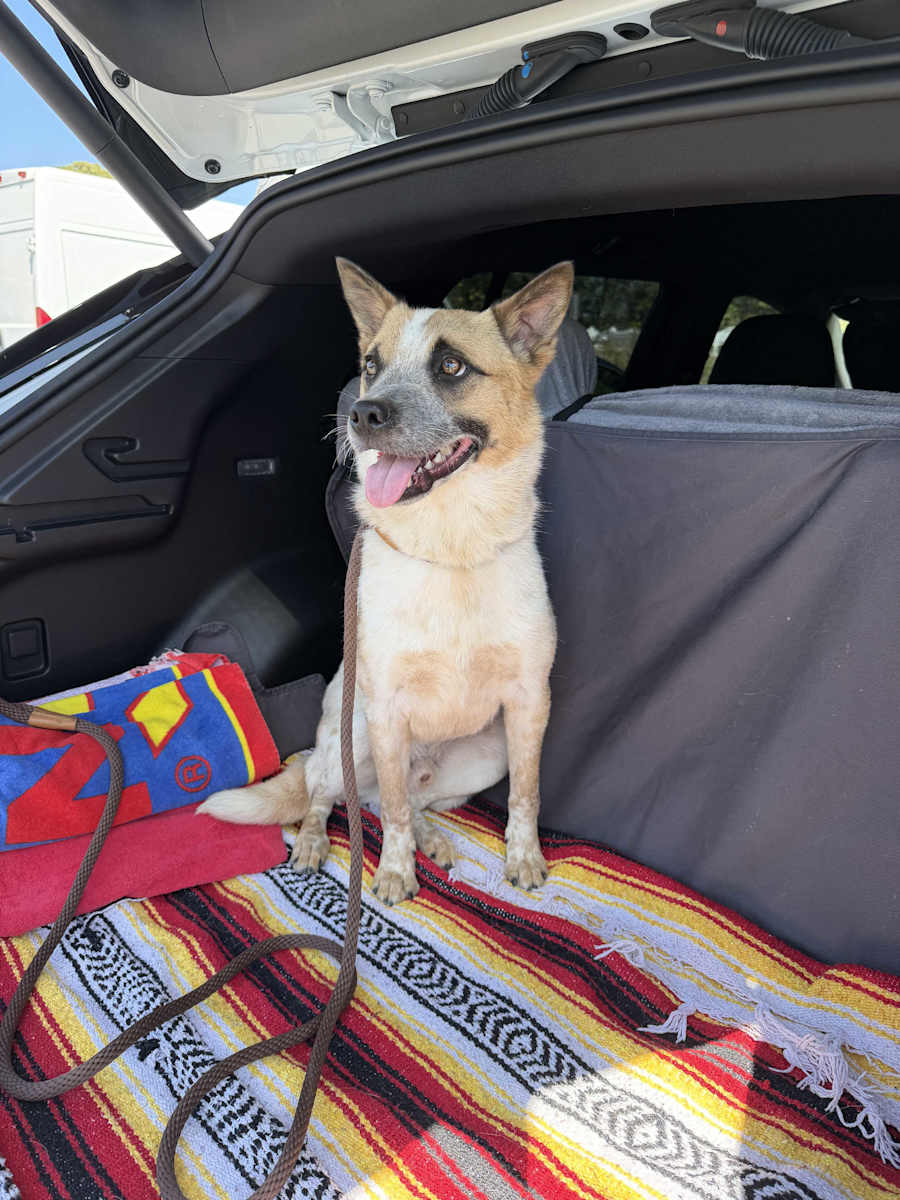 Strider, Australian Cattle Dog