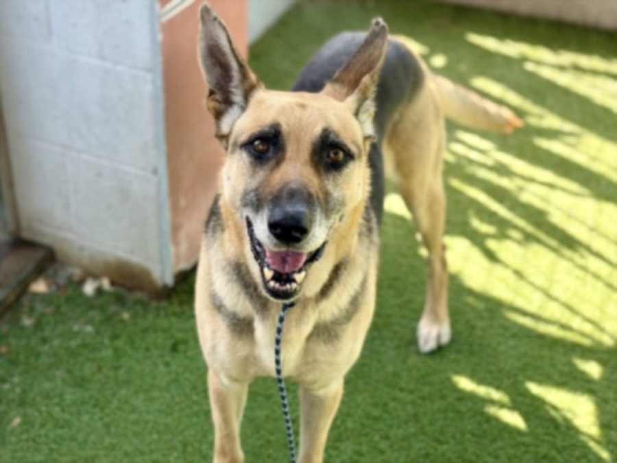 MAX, German Shepherd Dog