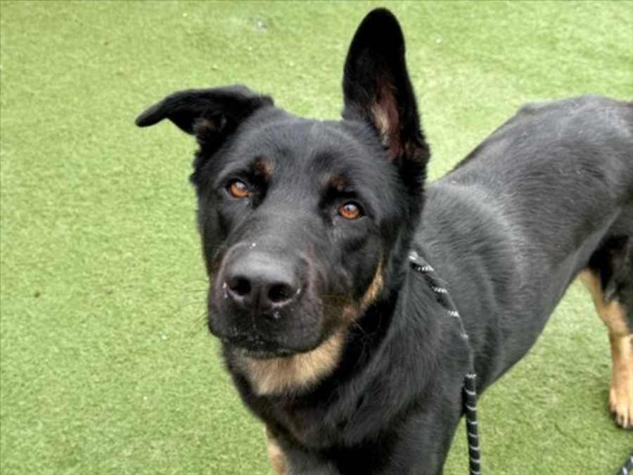 MUKA, German Shepherd Dog