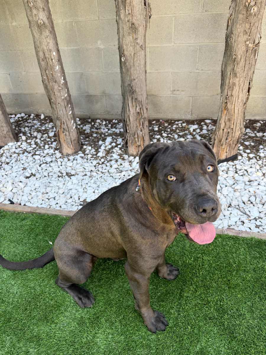 Beau, Cane Corso
