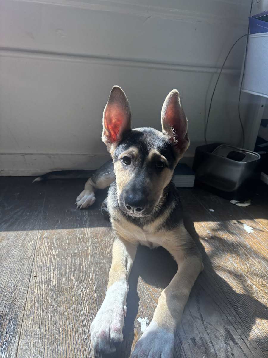 Arya, German Shepherd Dog
