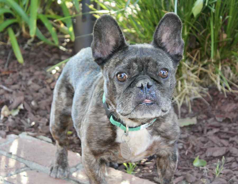 Peaches, French Bulldog