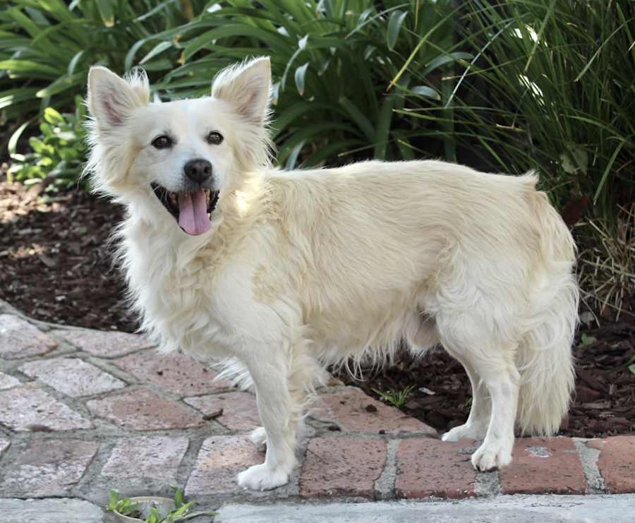 Fuju, Mixed breed