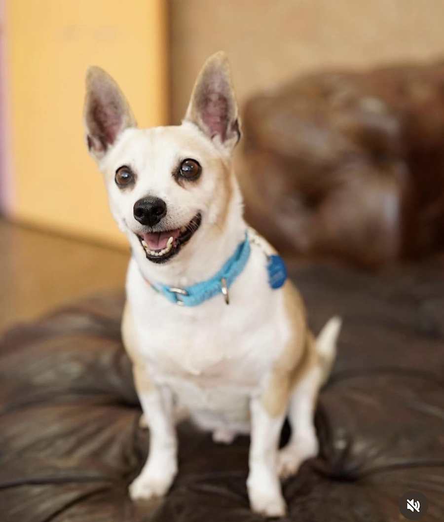 Alitas, Chihuahua/Mixed Breed (Small)