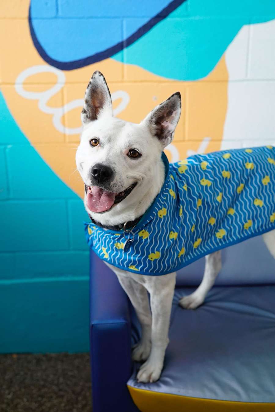 Andrew, Cattle Dog/American Pit Bull Terrier