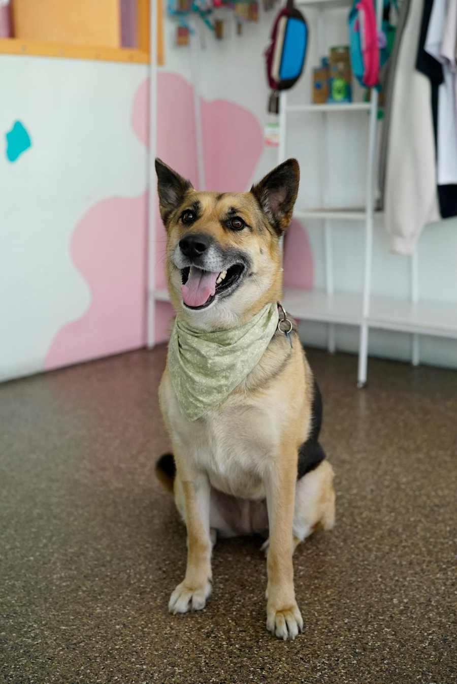 Mona, German Shepherd Dog