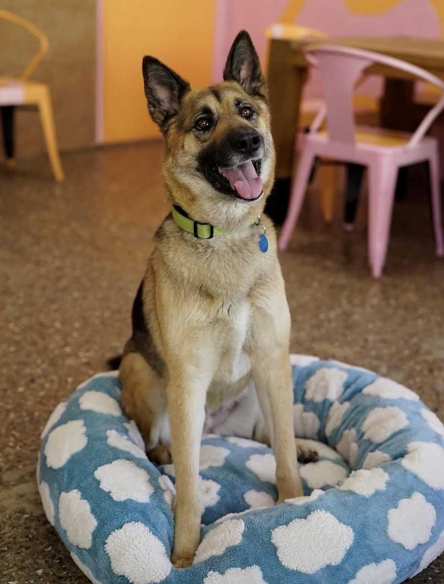 Lisa, German Shepherd Dog