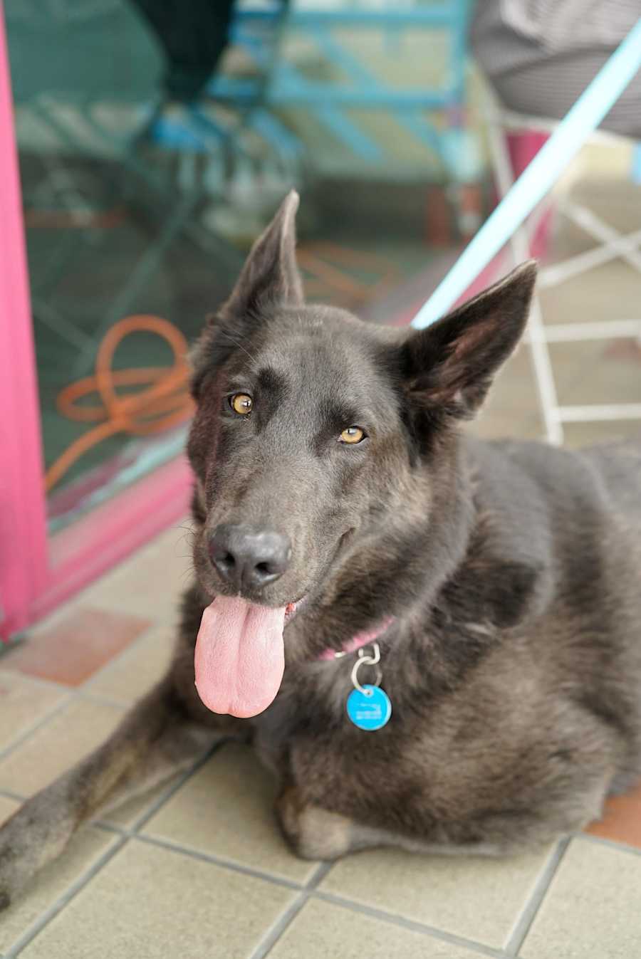 Harley, German Shepherd Dog
