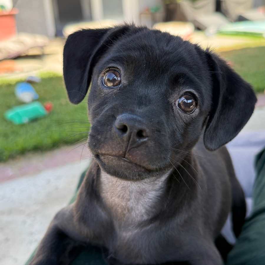 Boba, Mixed Breed (Medium)