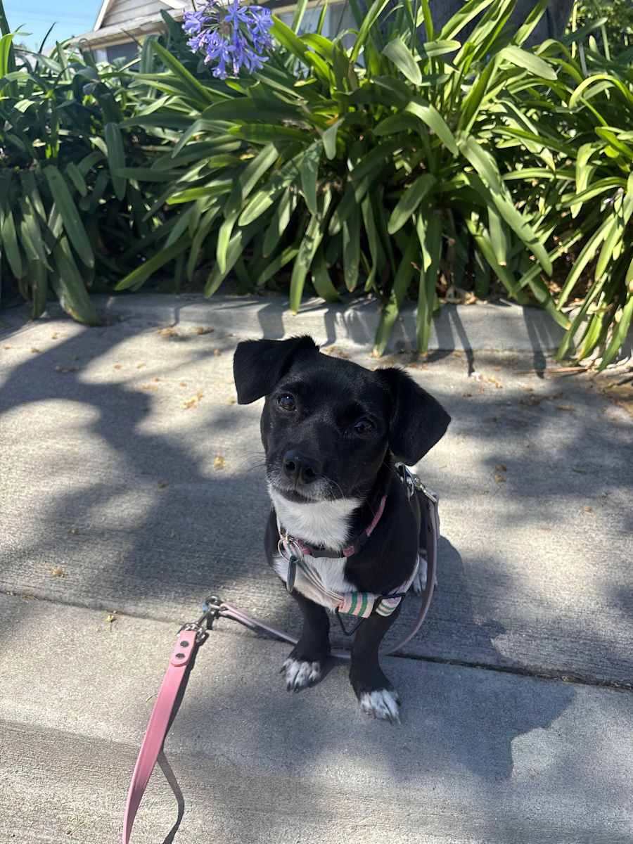Cleo, Dachshund/Chihuahua