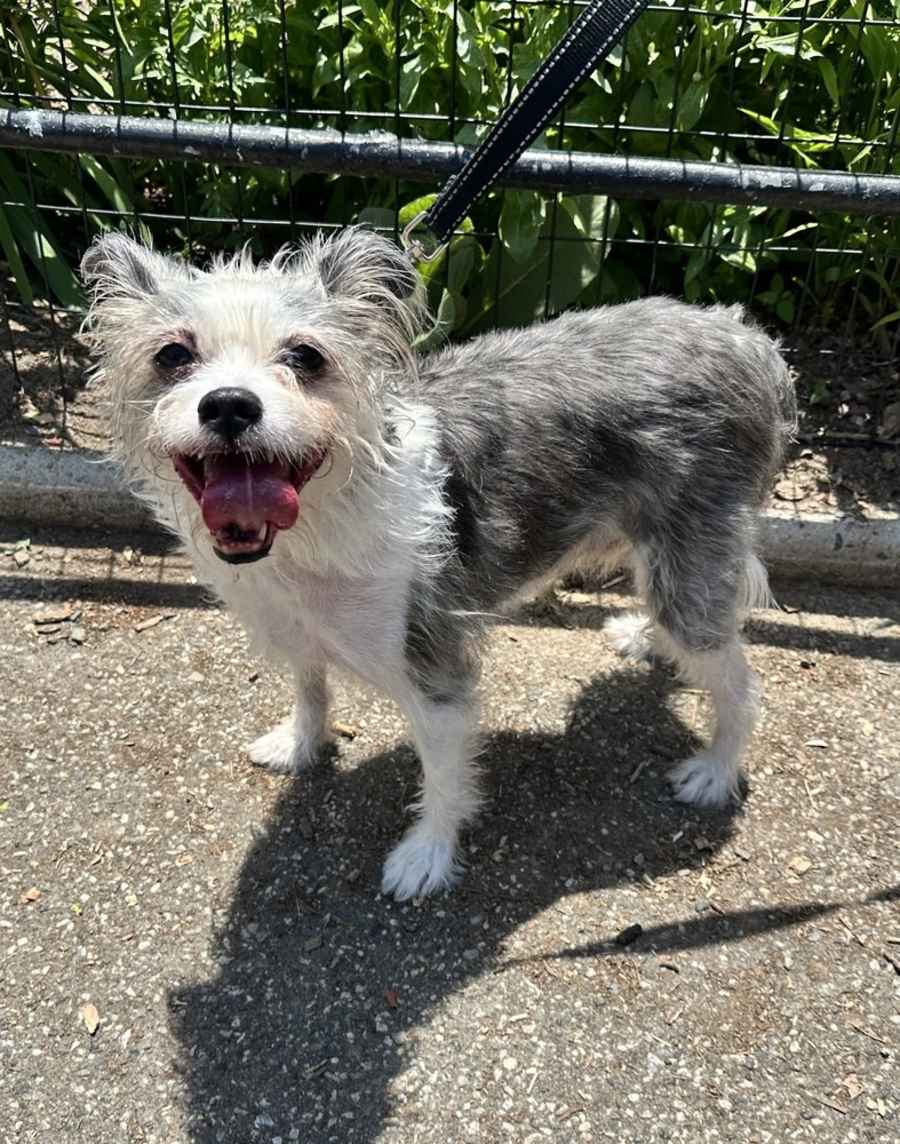 Ringo, Mixed breed