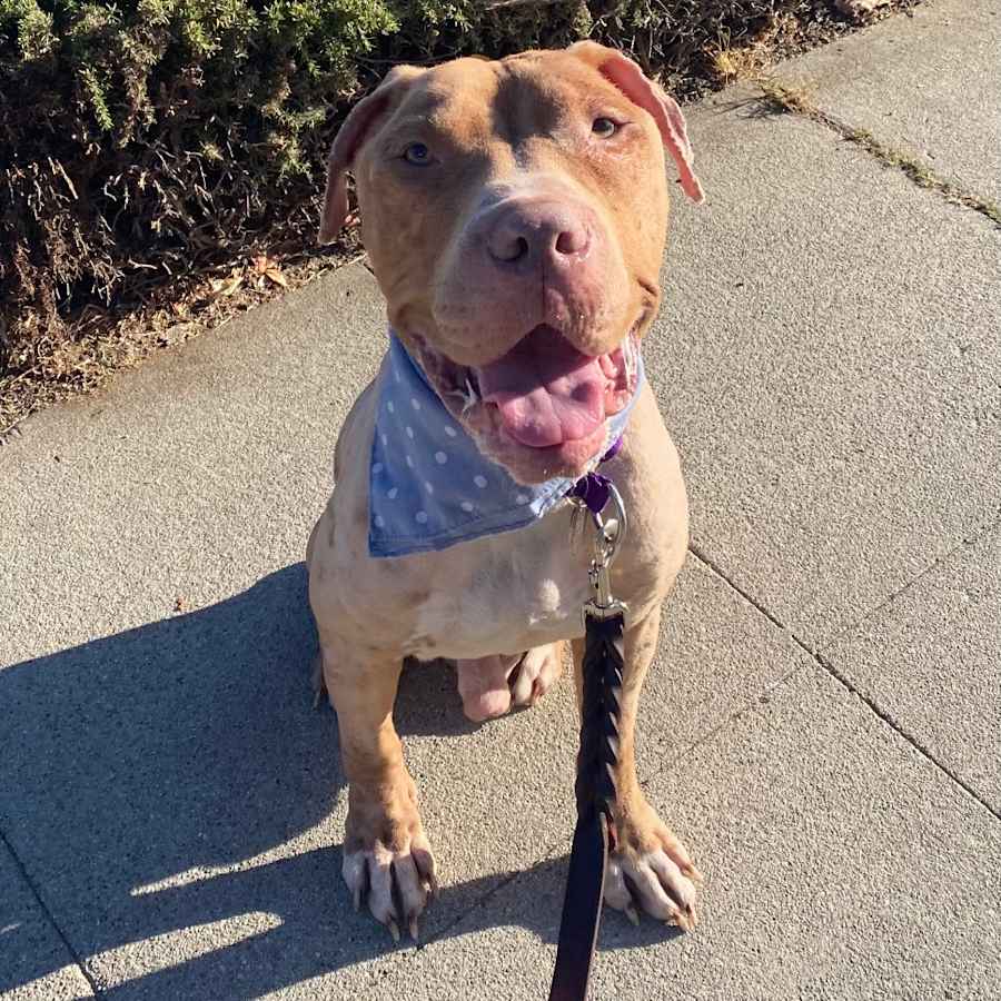 Finnegan, American Pit Bull Terrier