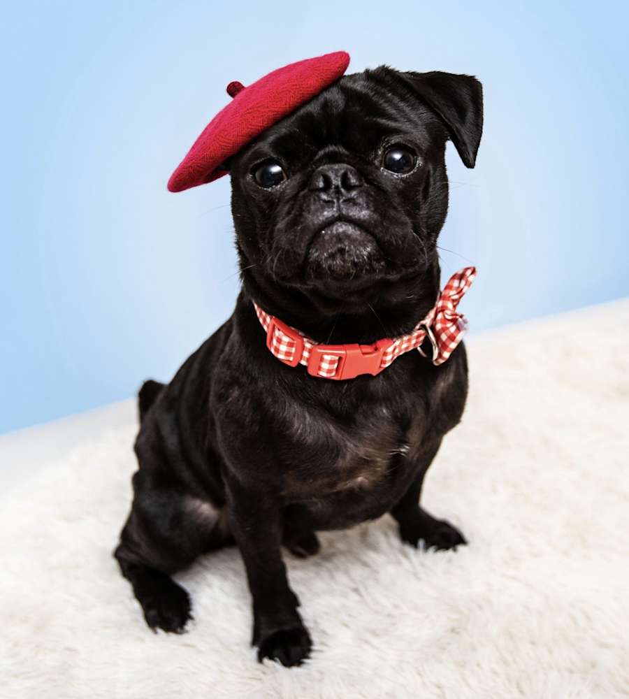 Cosmo, Pug