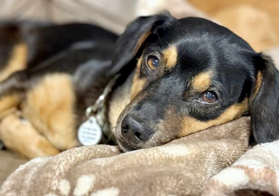 Danny, Dachshund