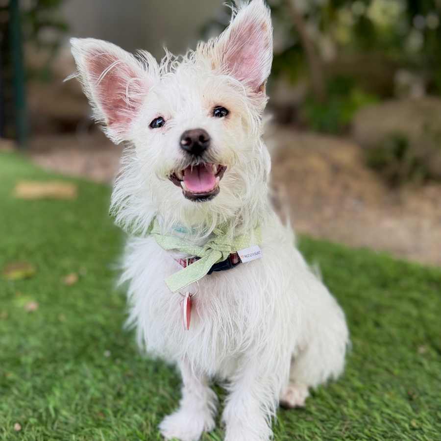 Layup, Maltese/Westie, West Highland White Terrier