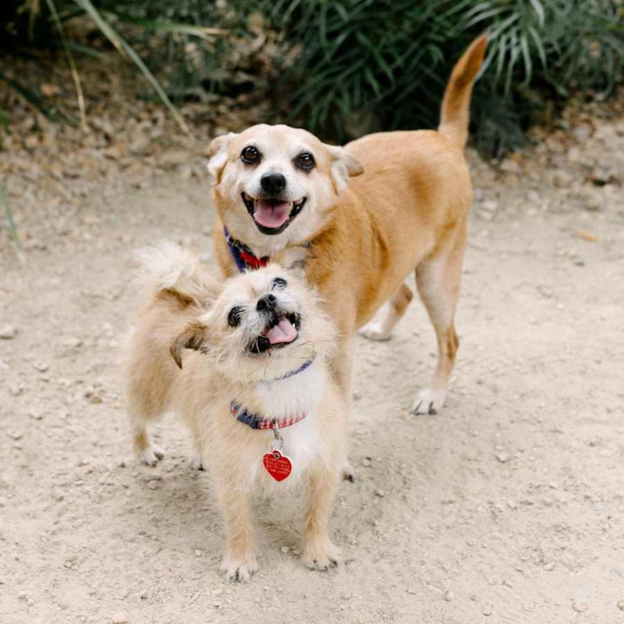 Nordy, Mixed breed