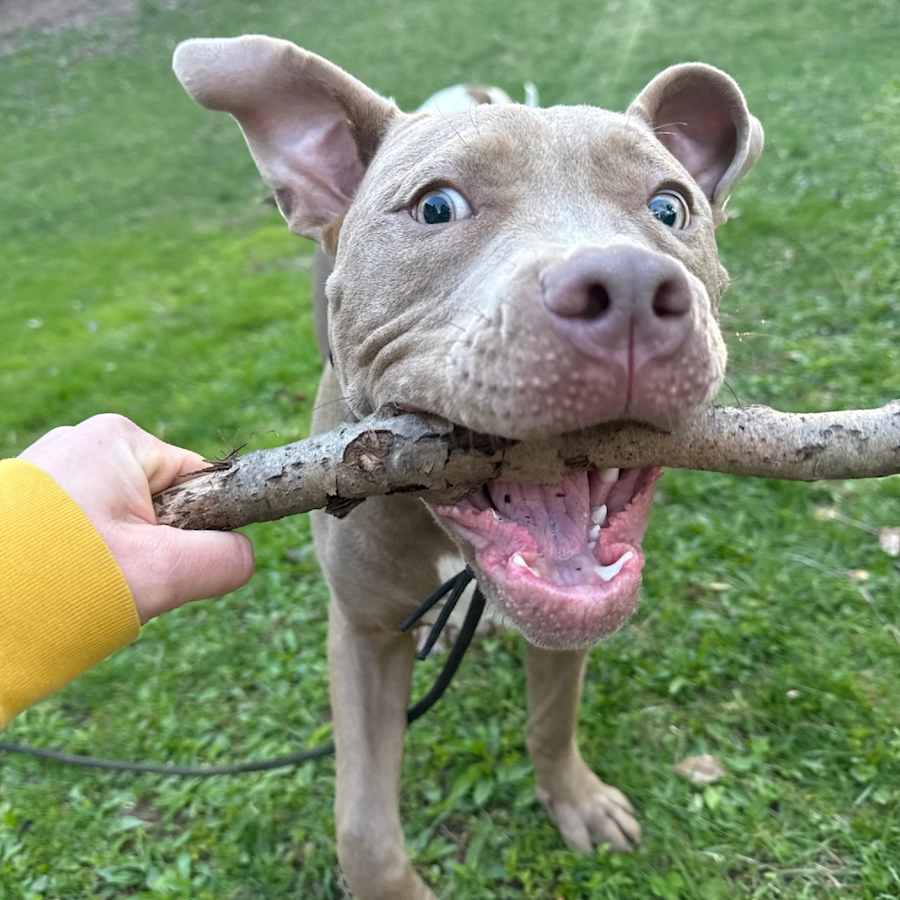 Churro, American Staffordshire Terrier