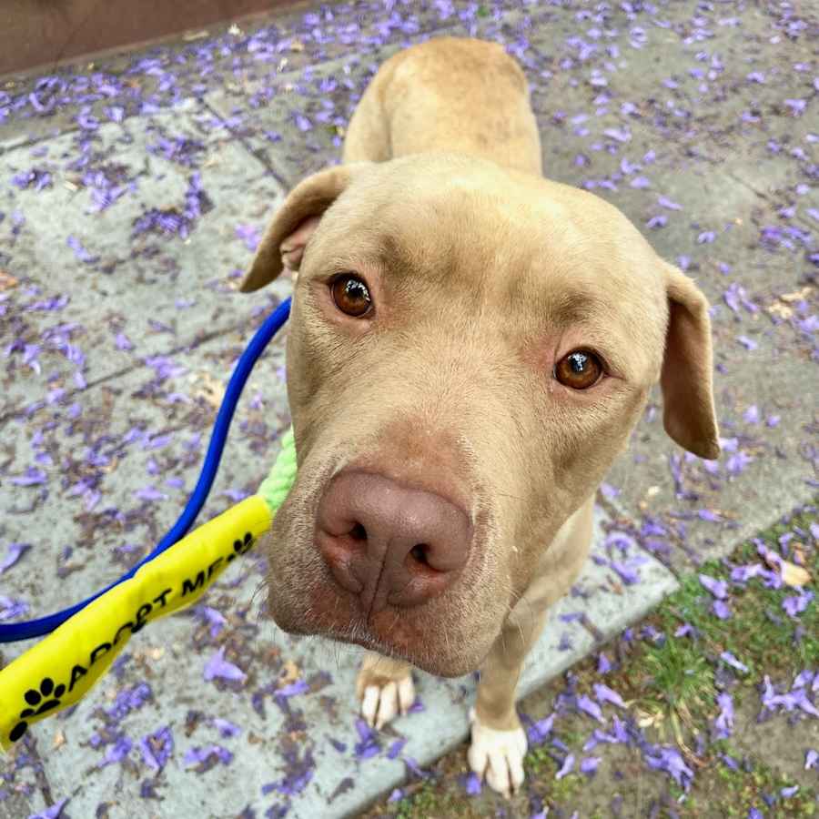 Honey, American Staffordshire Terrier