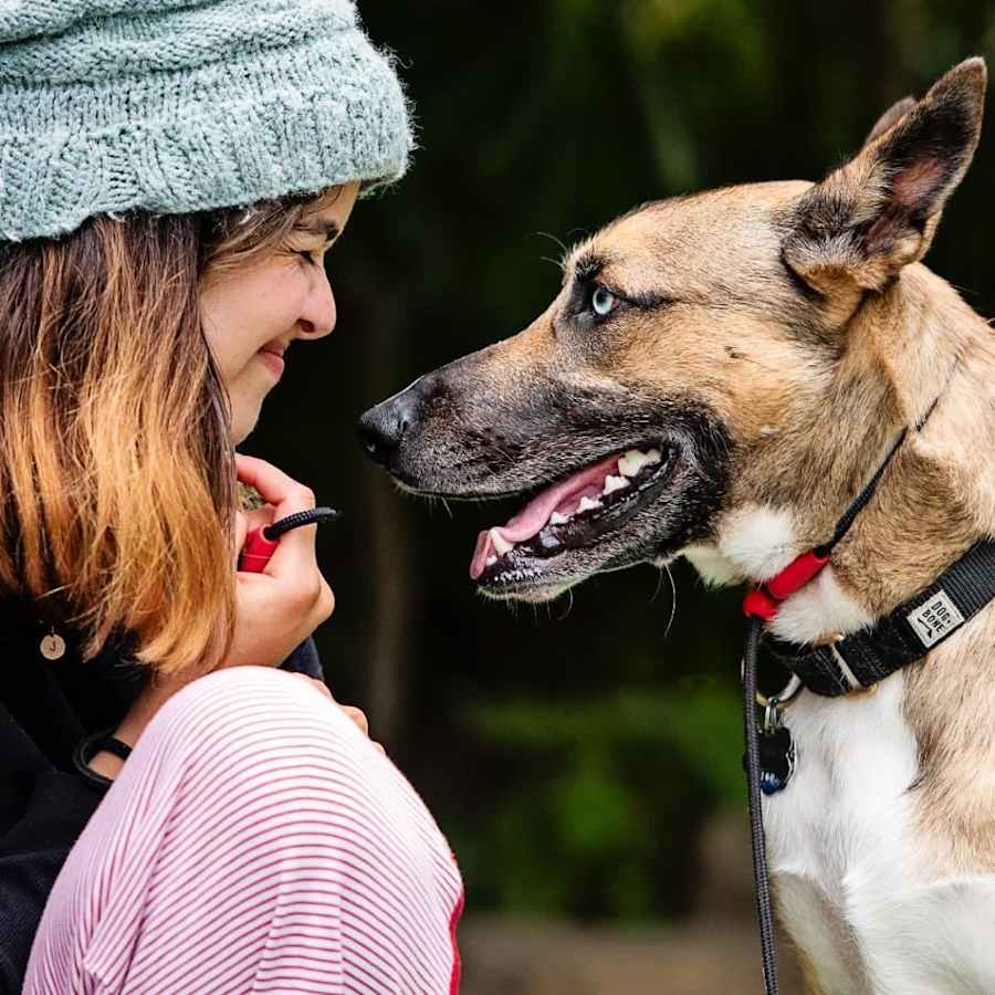 MUSH **Courtesy Post**, Belgian Malinois/Mixed Breed (Large)