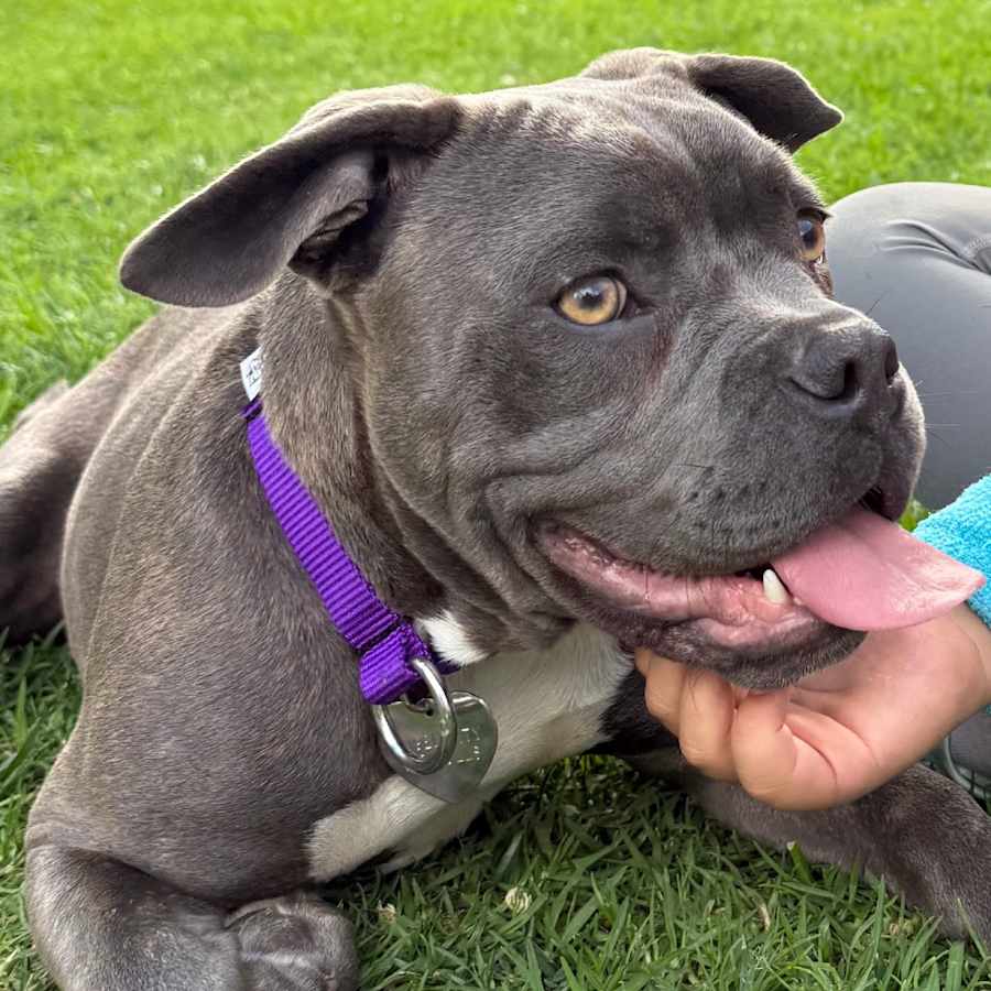 Giuseppe, Mixed Breed (Large)
