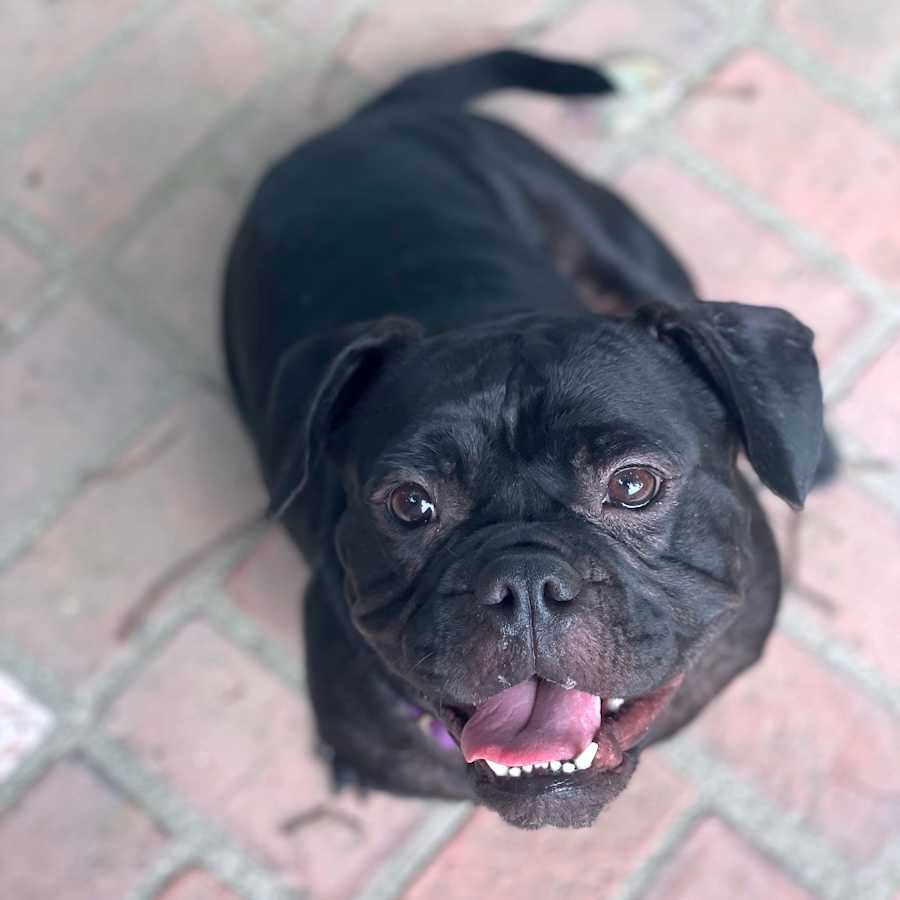 Pemmy, American Bulldog