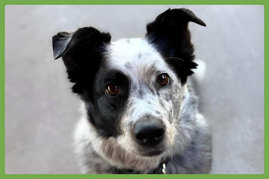Scout, Australian Shepherd/Australian Cattle Dog