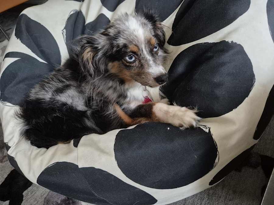 Romeo