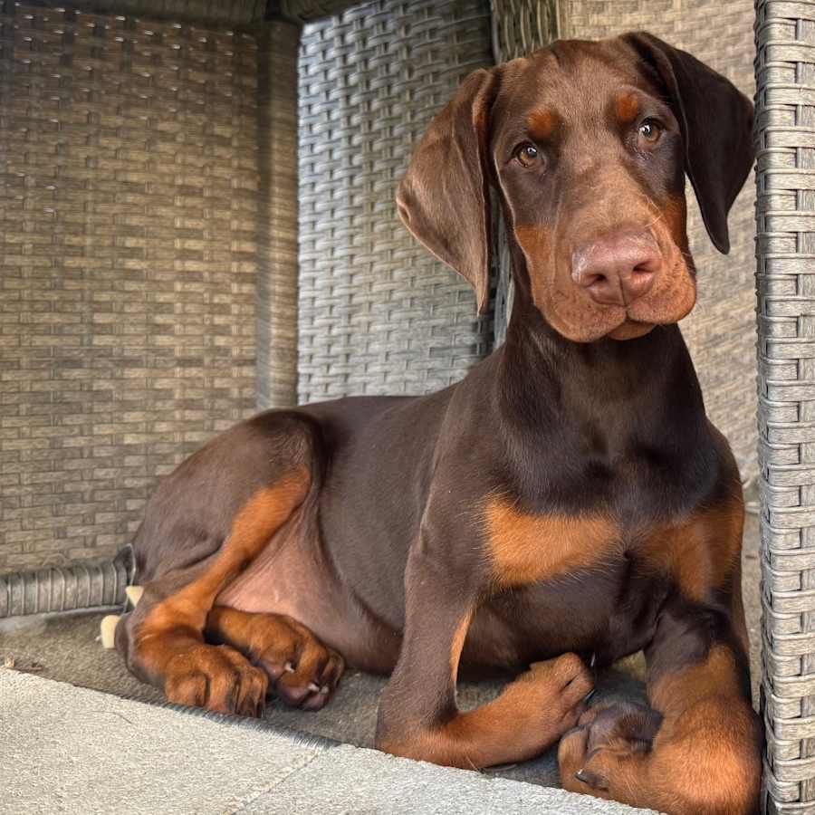 Kickstand, Doberman Pinscher