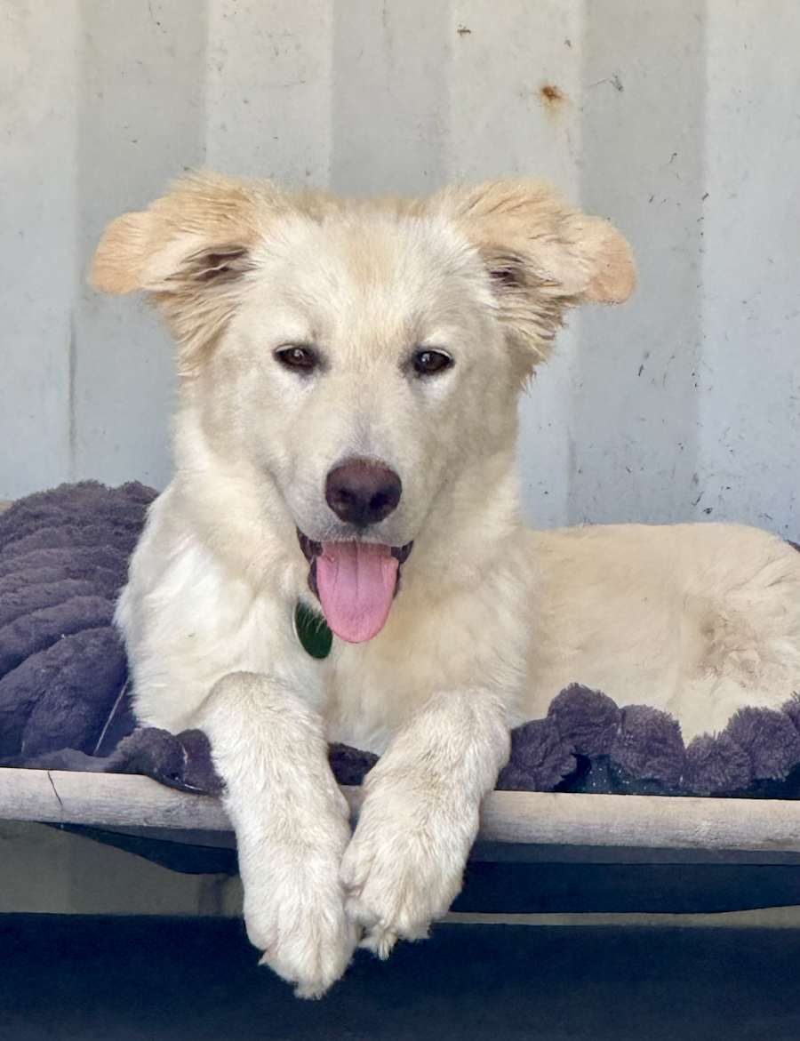 Sterling, Great Pyrenees