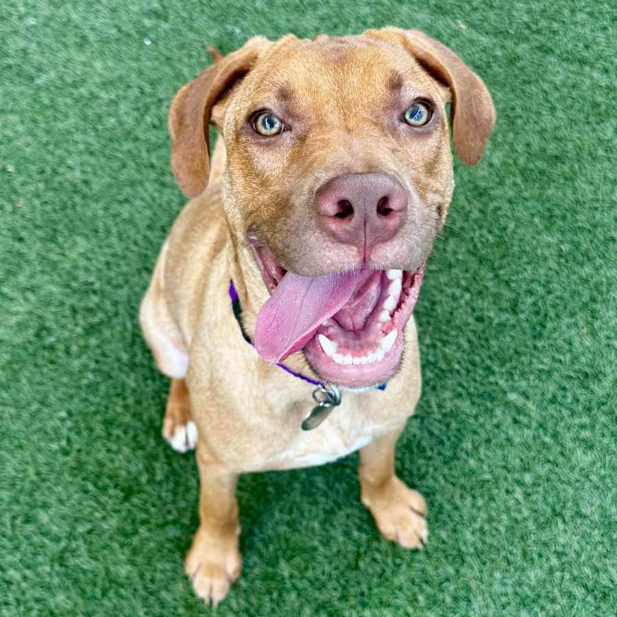George, American Pit Bull Terrier