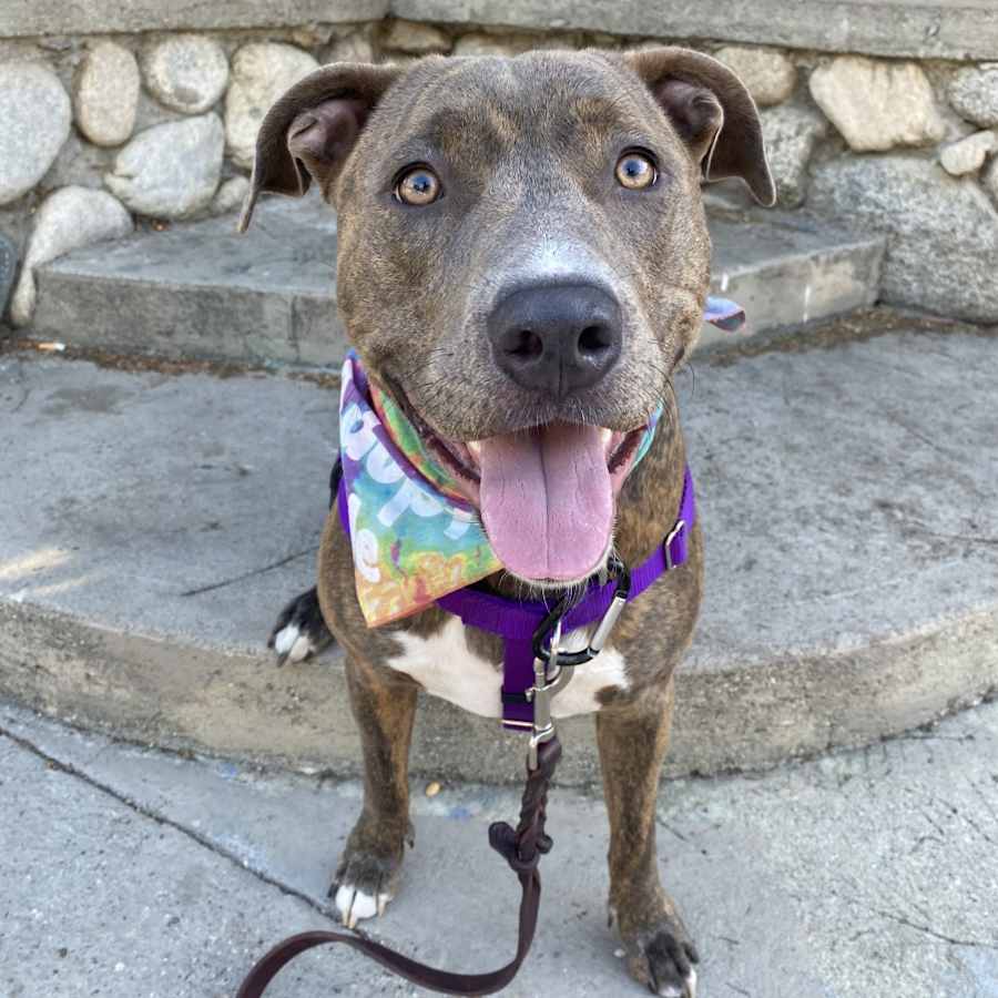 Malama, Mixed Breed (Large)