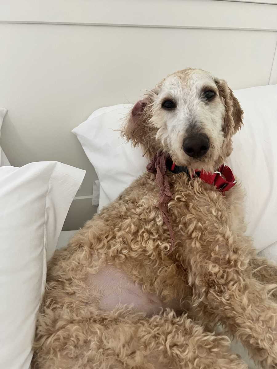 Sol, Standard Poodle