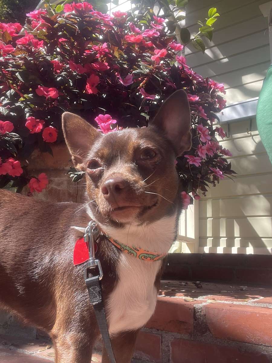 Hazel, Chihuahua