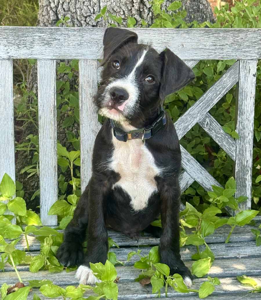 Cash, Mixed breed