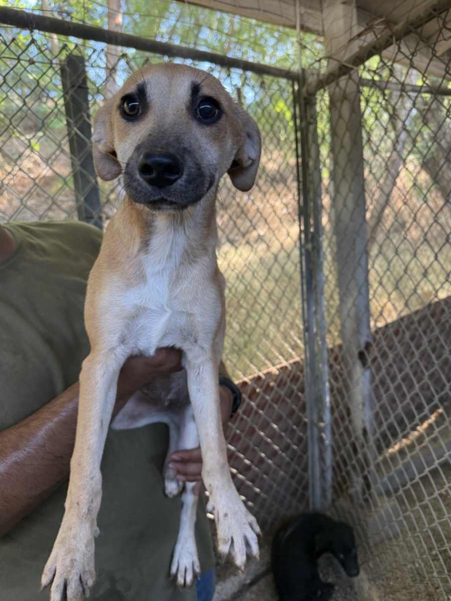 Ocean, Chihuahua/Jack Russell Terrier
