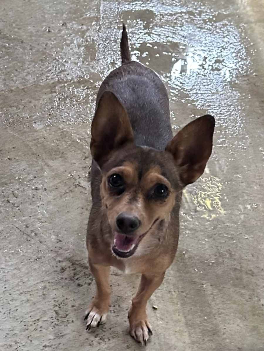 Silk, Chihuahua/Jack Russell Terrier
