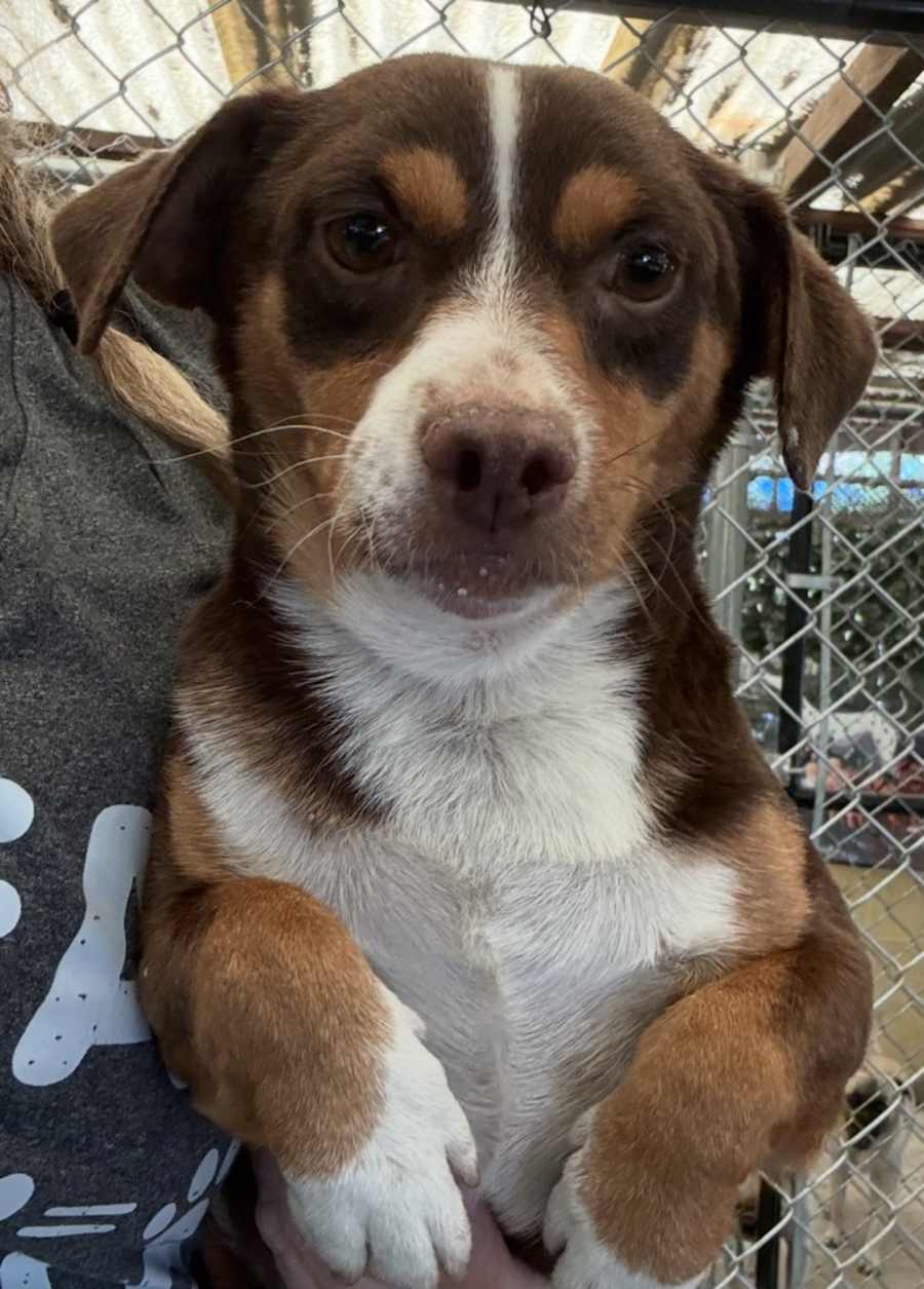 Freddy, Jack Russell Terrier/Chihuahua