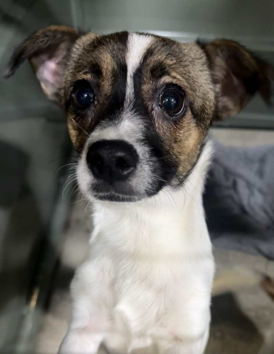 Chille, Jack Russell Terrier/Chihuahua