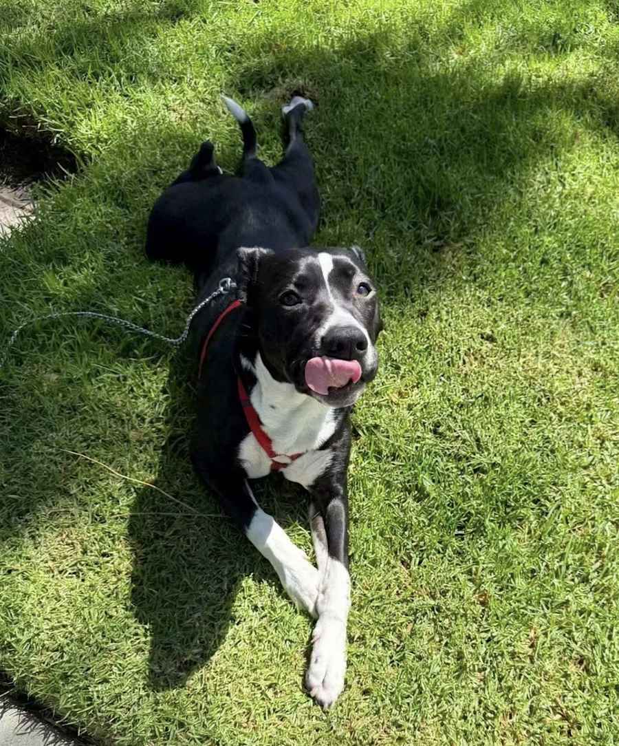 Faith, Pit Bull Terrier