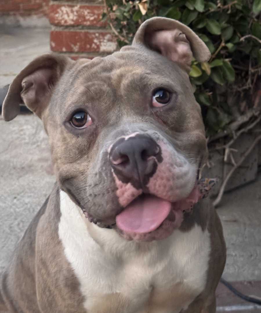 Elsa, American Staffordshire Terrier