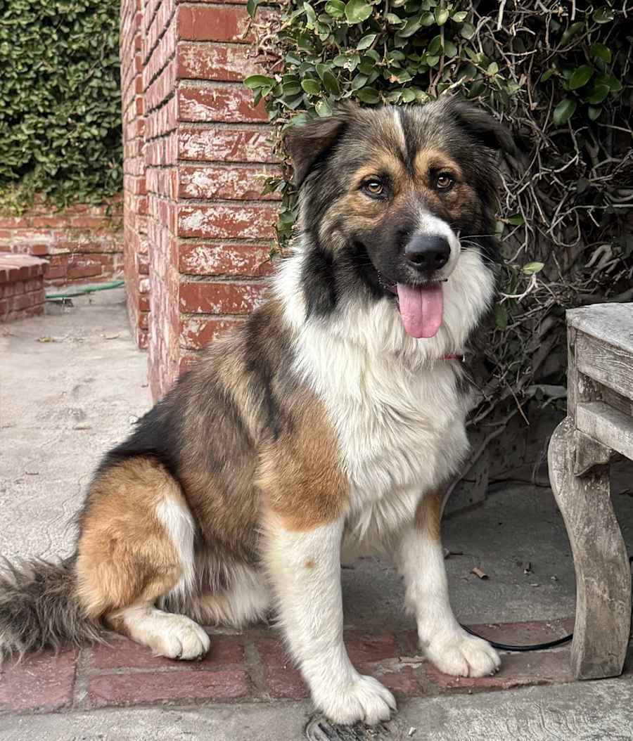 Griffin - Great BuD