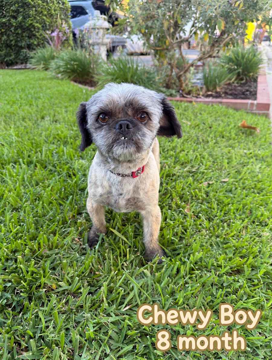 Vincent, Shih Tzu/Pug